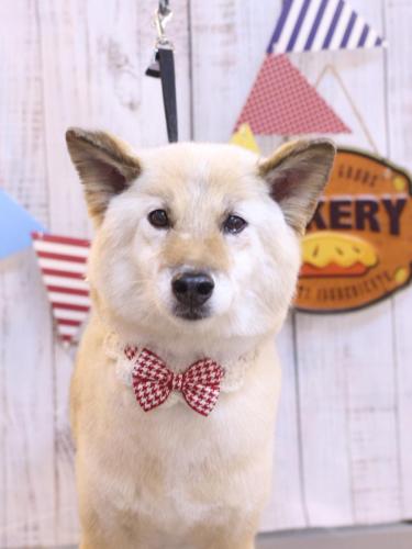 20240929れんくん